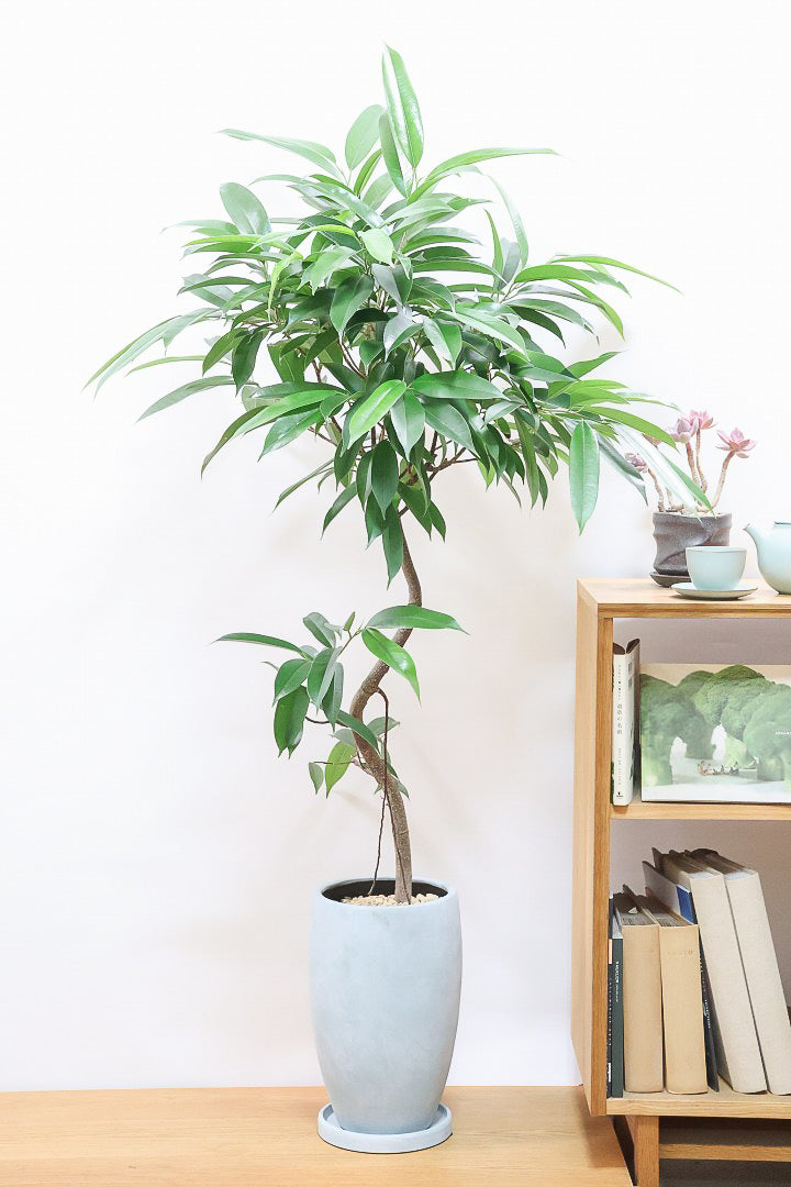 【フィカス アムステルダム】沖縄で作り込まれた他にはないゴツイ樹形！これは自信をもってお勧めします！