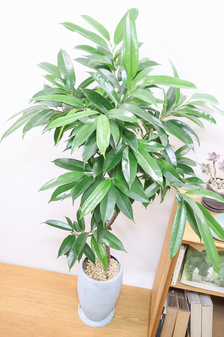 【フィカス アムステルダム】沖縄で作り込まれた他にはないゴツイ樹形！これは自信をもってお勧めします！