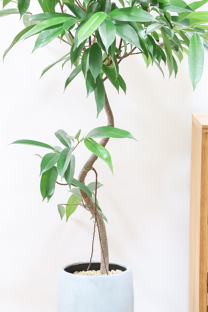 【フィカス アムステルダム】沖縄で作り込まれた他にはないゴツイ樹形！これは自信をもってお勧めします！