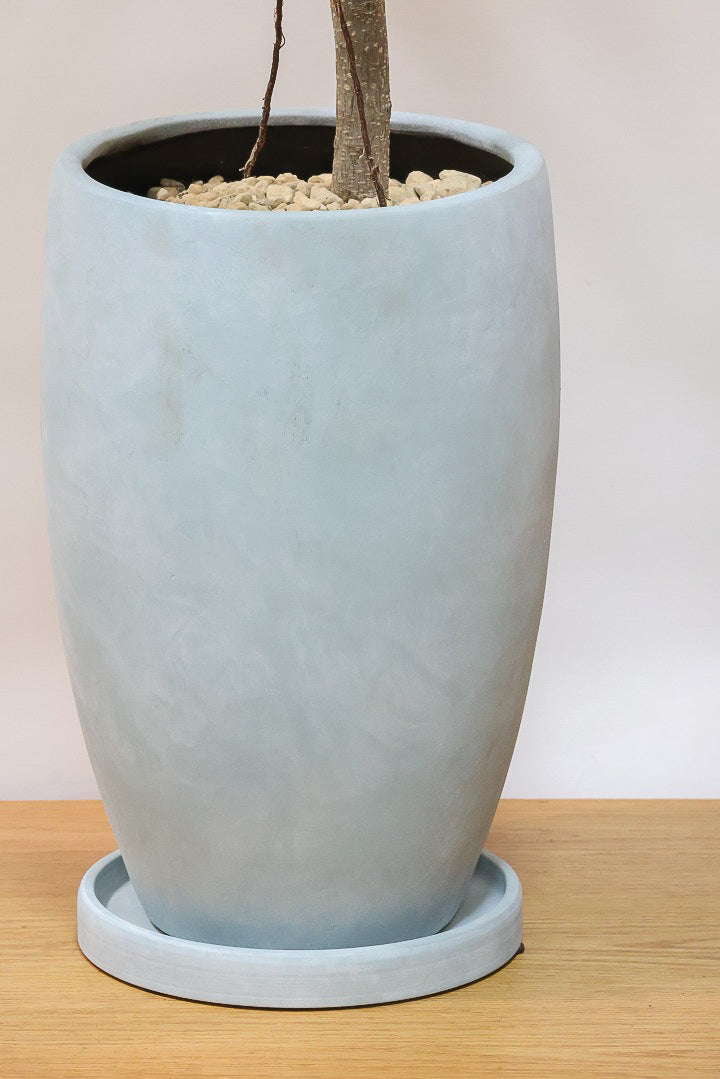 【フィカス アムステルダム】沖縄で作り込まれた他にはないゴツイ樹形！これは自信をもってお勧めします！