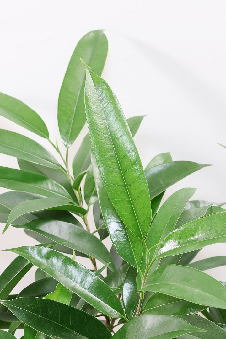 【フィカス アムステルダム】沖縄で作り込まれた他にはないゴツイ樹形！これは自信をもってお勧めします！