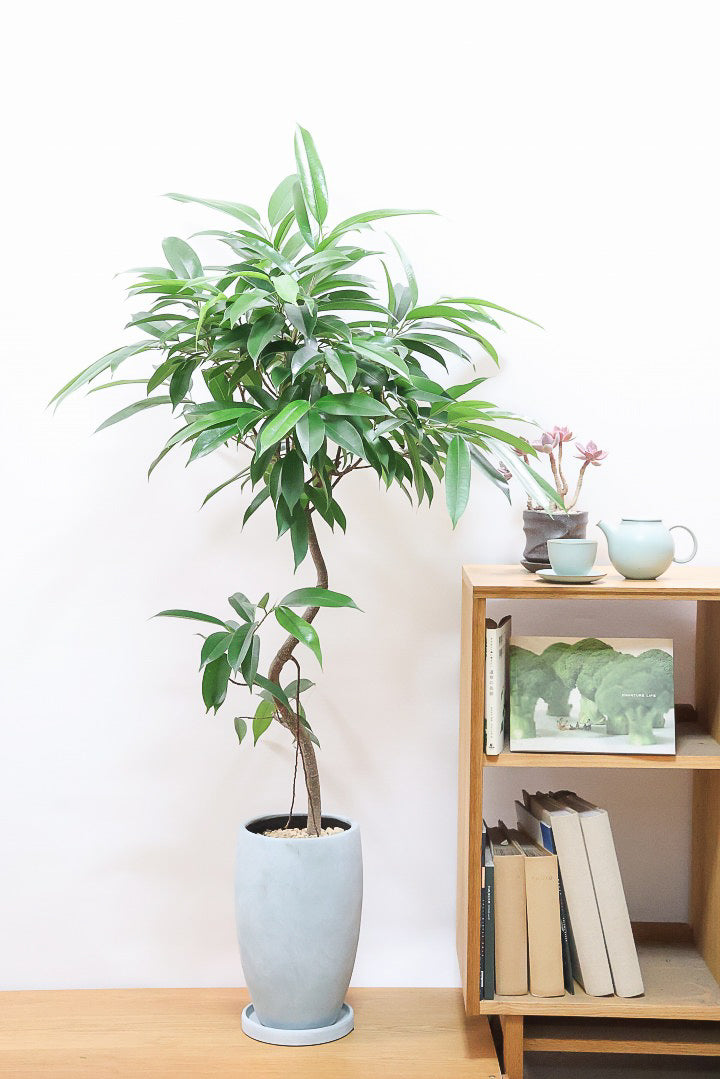 【フィカス アムステルダム】沖縄で作り込まれた他にはないゴツイ樹形！これは自信をもってお勧めします！