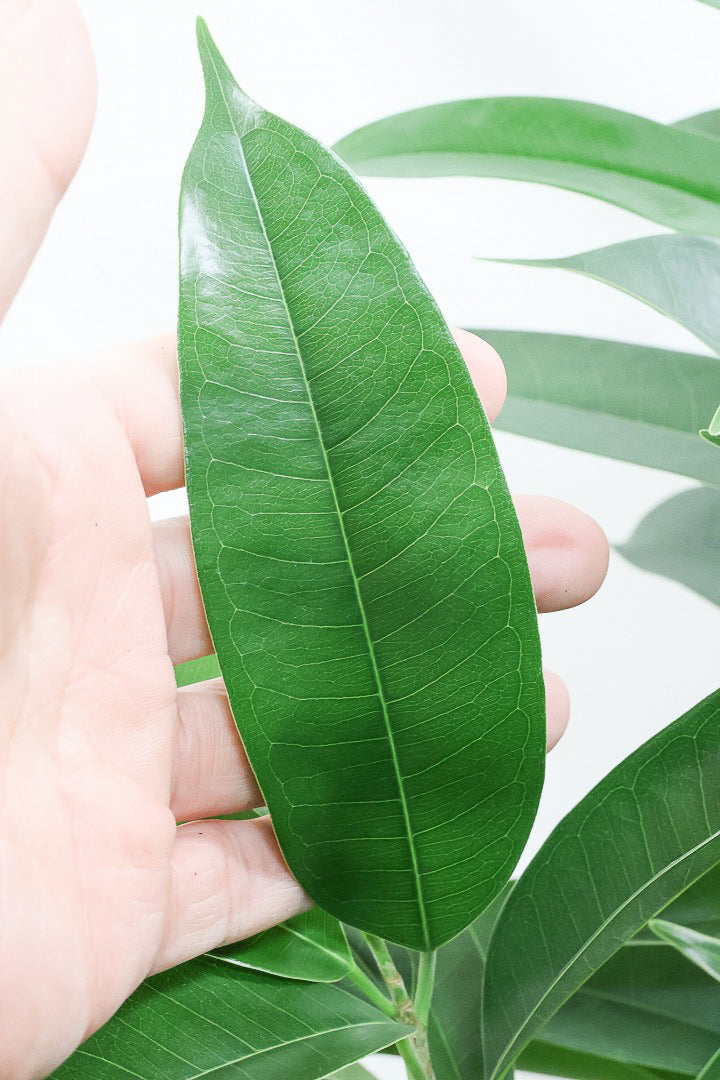 【フィカス アムステルダム】沖縄で作り込まれた他にはないゴツイ樹形！これは自信をもってお勧めします！