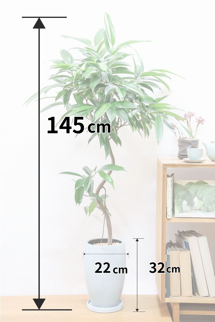 【フィカス アムステルダム】沖縄で作り込まれた他にはないゴツイ樹形！これは自信をもってお勧めします！