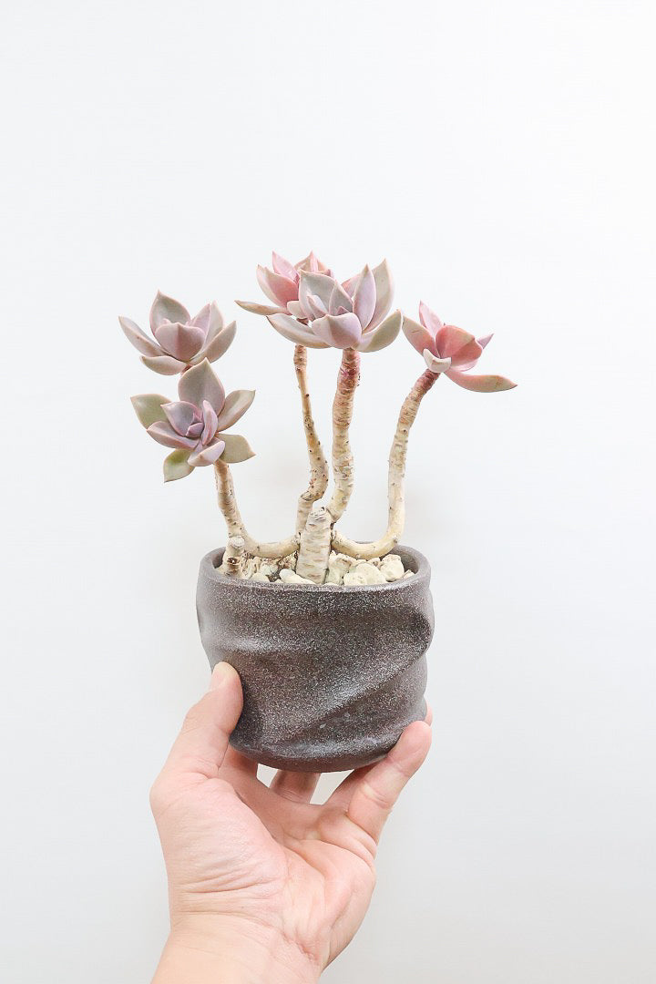 【グラプトペタルム パープルキング】美しく色付いたかわいい多肉質な葉っぱ。ここまで幹立ちした個体は希少ですよ！