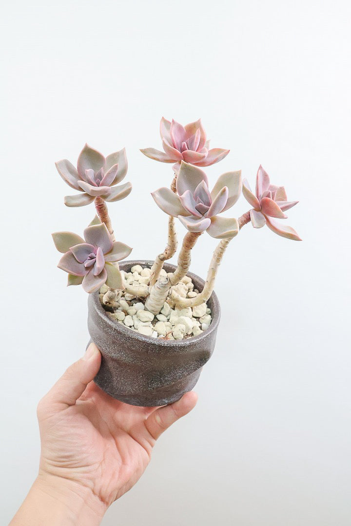 【グラプトペタルム パープルキング】美しく色付いたかわいい多肉質な葉っぱ。ここまで幹立ちした個体は希少ですよ！