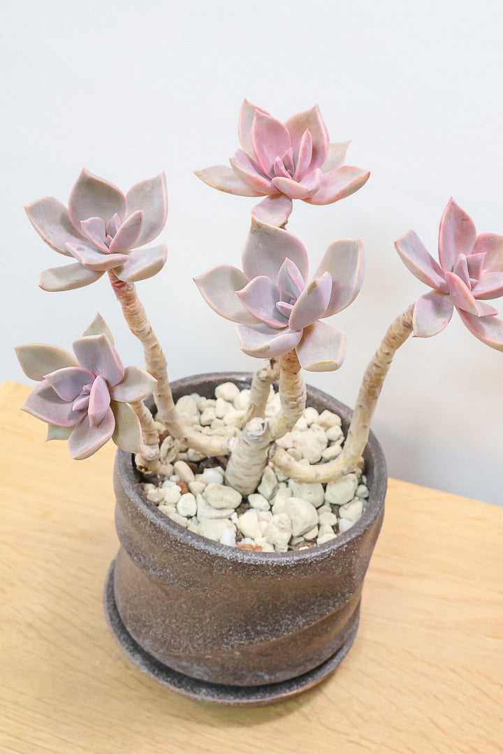 【グラプトペタルム パープルキング】美しく色付いたかわいい多肉質な葉っぱ。ここまで幹立ちした個体は希少ですよ！