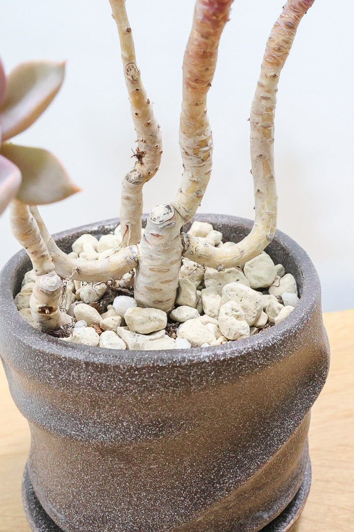 【グラプトペタルム パープルキング】美しく色付いたかわいい多肉質な葉っぱ。ここまで幹立ちした個体は希少ですよ！