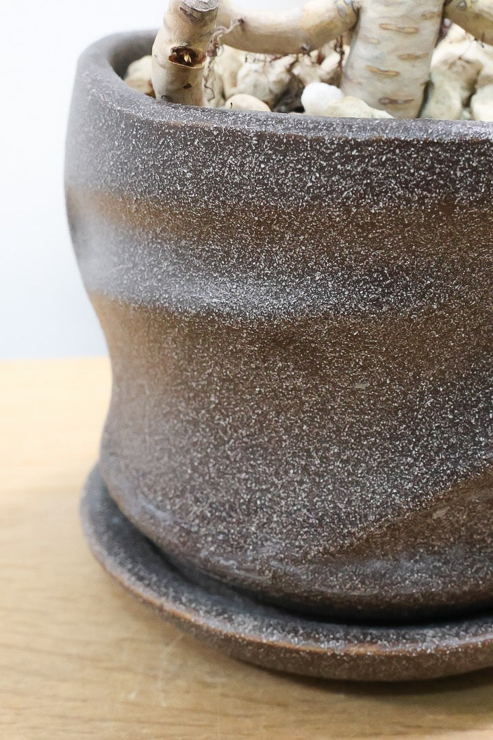 【グラプトペタルム パープルキング】美しく色付いたかわいい多肉質な葉っぱ。ここまで幹立ちした個体は希少ですよ！