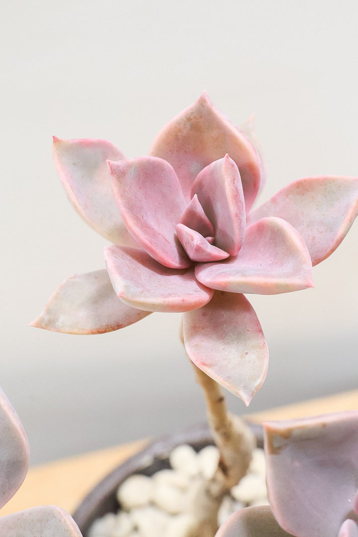 【グラプトペタルム パープルキング】美しく色付いたかわいい多肉質な葉っぱ。ここまで幹立ちした個体は希少ですよ！