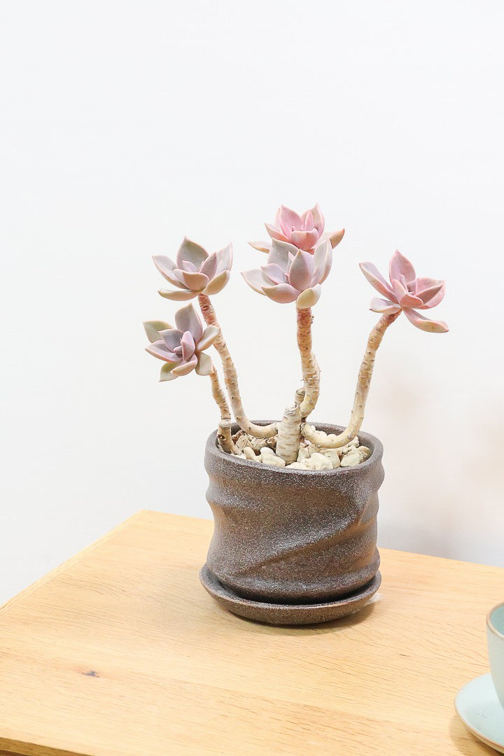 【グラプトペタルム パープルキング】美しく色付いたかわいい多肉質な葉っぱ。ここまで幹立ちした個体は希少ですよ！