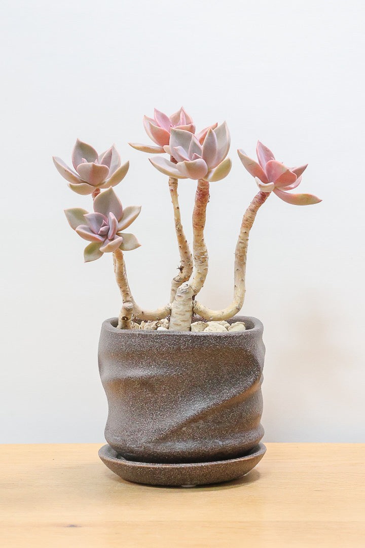 【グラプトペタルム パープルキング】美しく色付いたかわいい多肉質な葉っぱ。ここまで幹立ちした個体は希少ですよ！