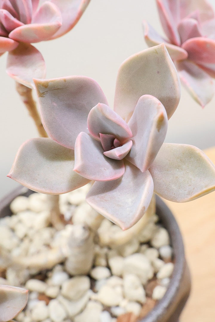 【グラプトペタルム パープルキング】美しく色付いたかわいい多肉質な葉っぱ。ここまで幹立ちした個体は希少ですよ！