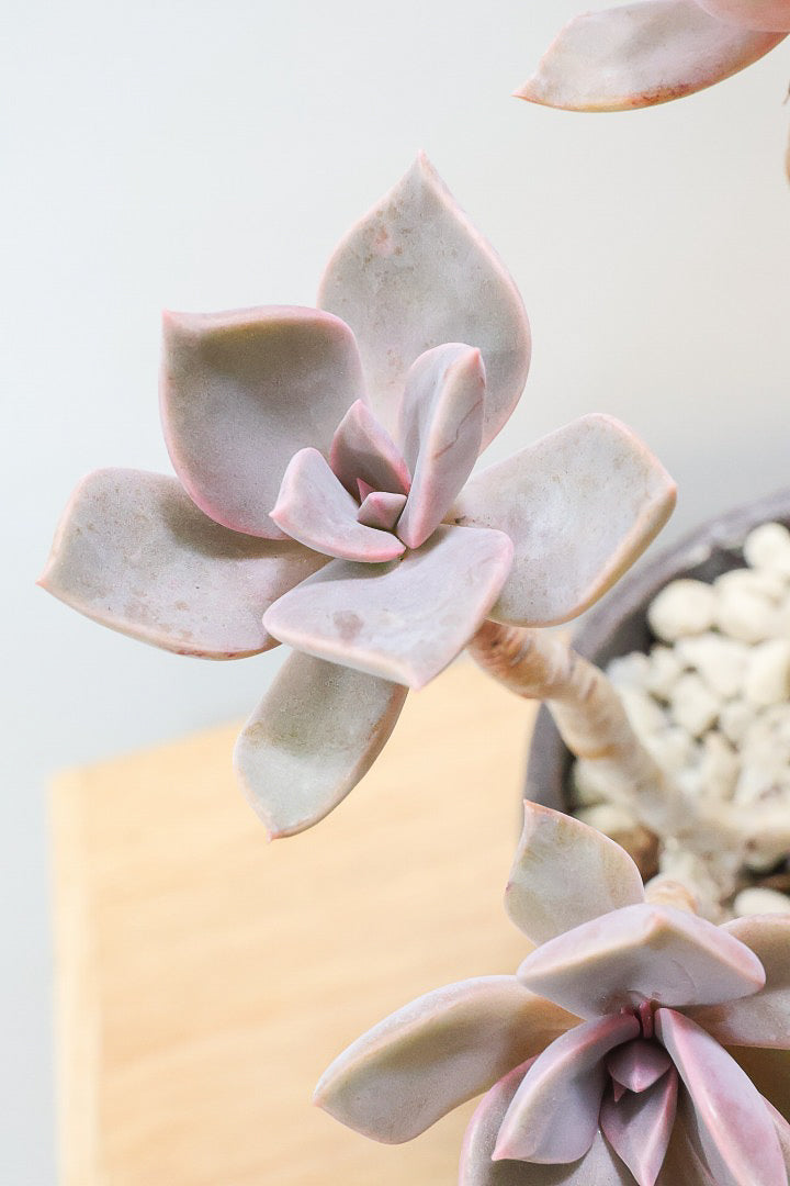 【グラプトペタルム パープルキング】美しく色付いたかわいい多肉質な葉っぱ。ここまで幹立ちした個体は希少ですよ！