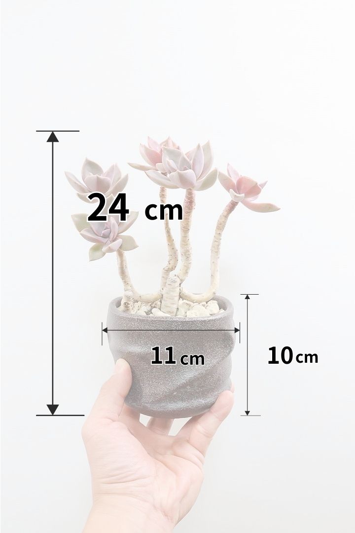 【グラプトペタルム パープルキング】美しく色付いたかわいい多肉質な葉っぱ。ここまで幹立ちした個体は希少ですよ！