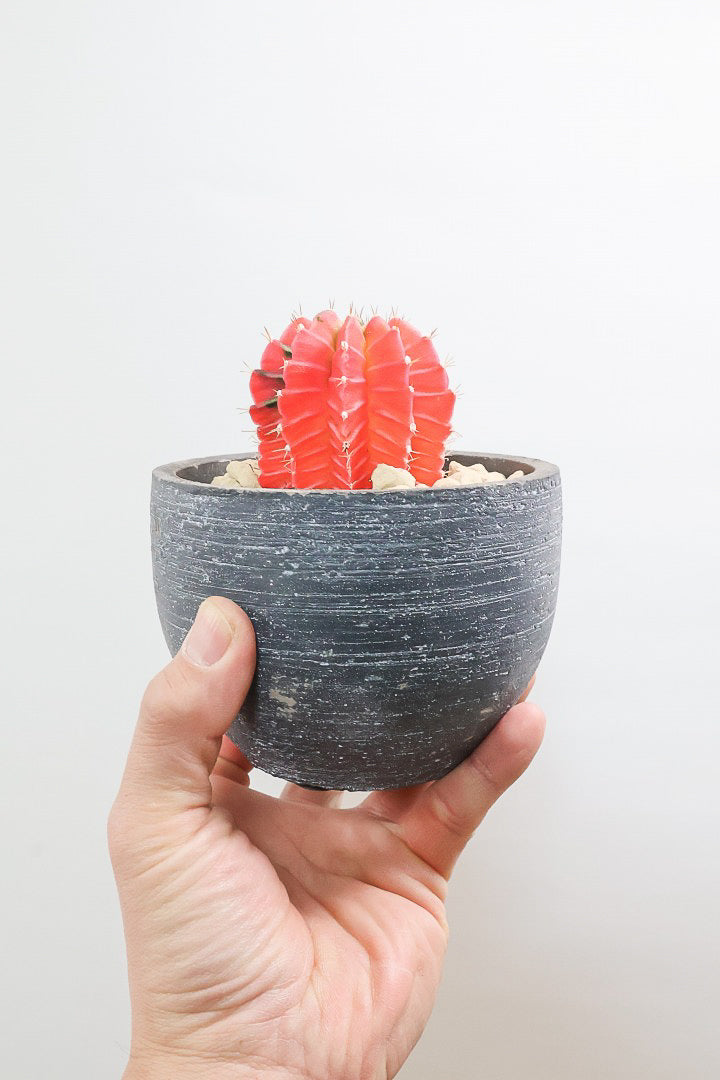 【ギムノカリキウム】個性的で独特な大型種！鮮やかな色合いがGOOD！ほぼほぼ赤のとってもいい個体！