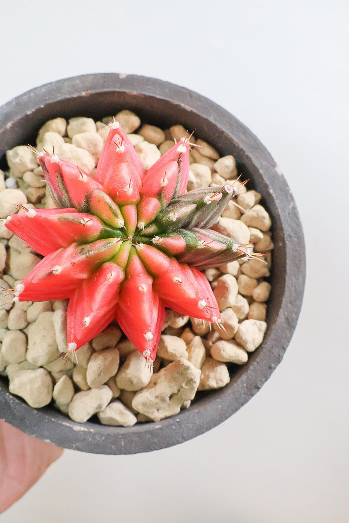 【ギムノカリキウム】個性的で独特な大型種！鮮やかな色合いがGOOD！ほぼほぼ赤のとってもいい個体！