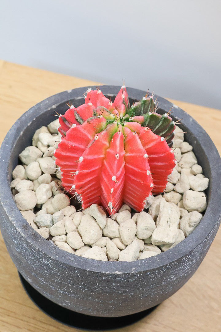【ギムノカリキウム】個性的で独特な大型種！鮮やかな色合いがGOOD！ほぼほぼ赤のとってもいい個体！