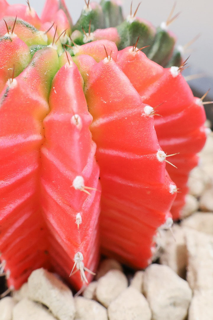 【ギムノカリキウム】個性的で独特な大型種！鮮やかな色合いがGOOD！ほぼほぼ赤のとってもいい個体！
