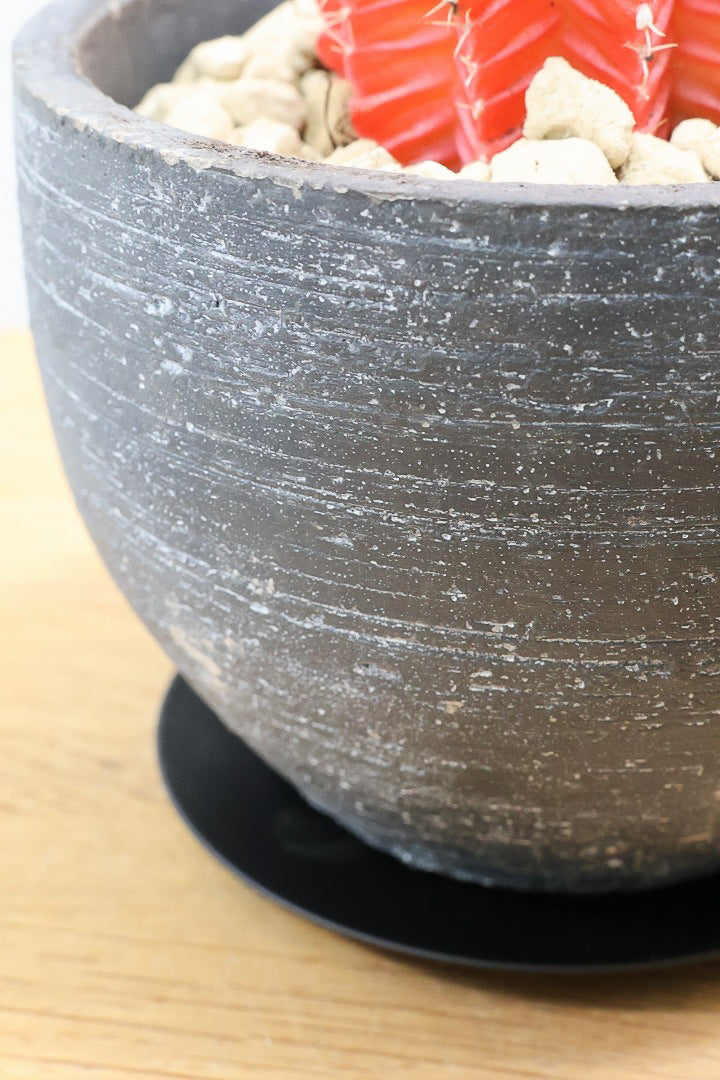 【ギムノカリキウム】個性的で独特な大型種！鮮やかな色合いがGOOD！ほぼほぼ赤のとってもいい個体！