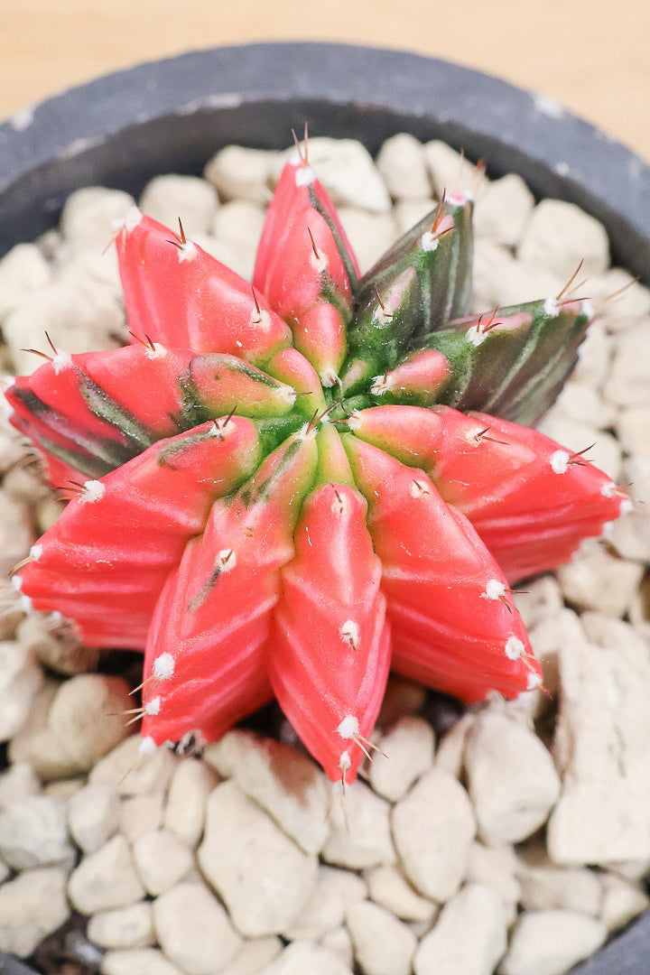 【ギムノカリキウム】個性的で独特な大型種！鮮やかな色合いがGOOD！ほぼほぼ赤のとってもいい個体！