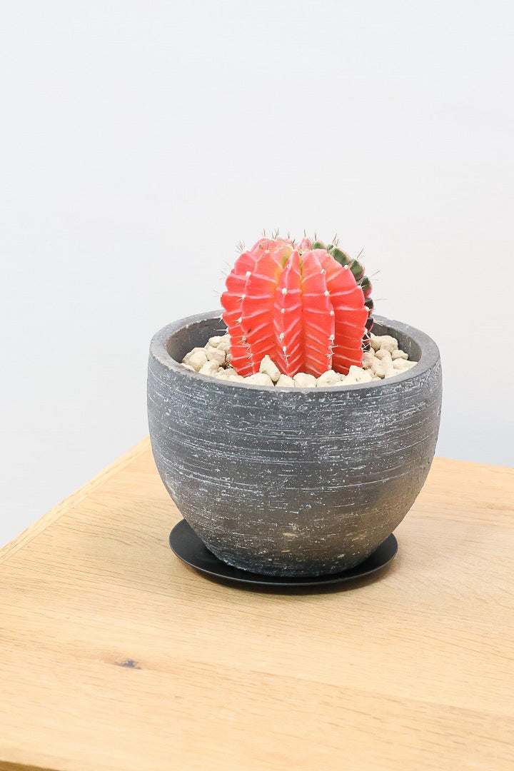 【ギムノカリキウム】個性的で独特な大型種！鮮やかな色合いがGOOD！ほぼほぼ赤のとってもいい個体！