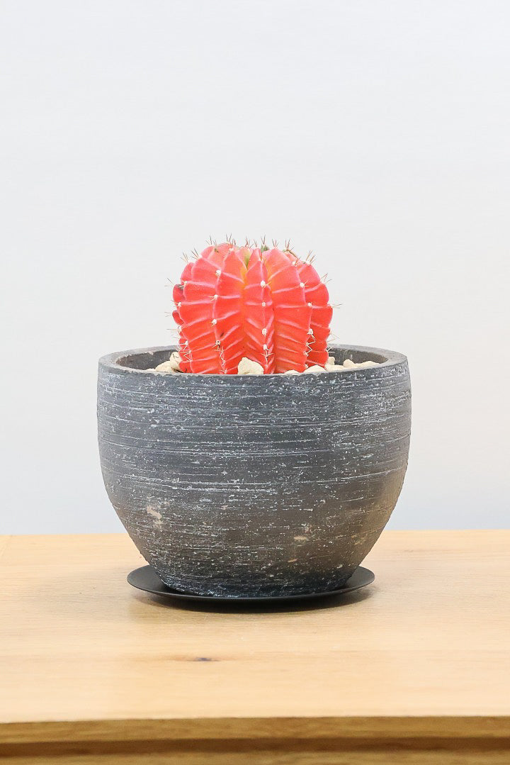 【ギムノカリキウム】個性的で独特な大型種！鮮やかな色合いがGOOD！ほぼほぼ赤のとってもいい個体！