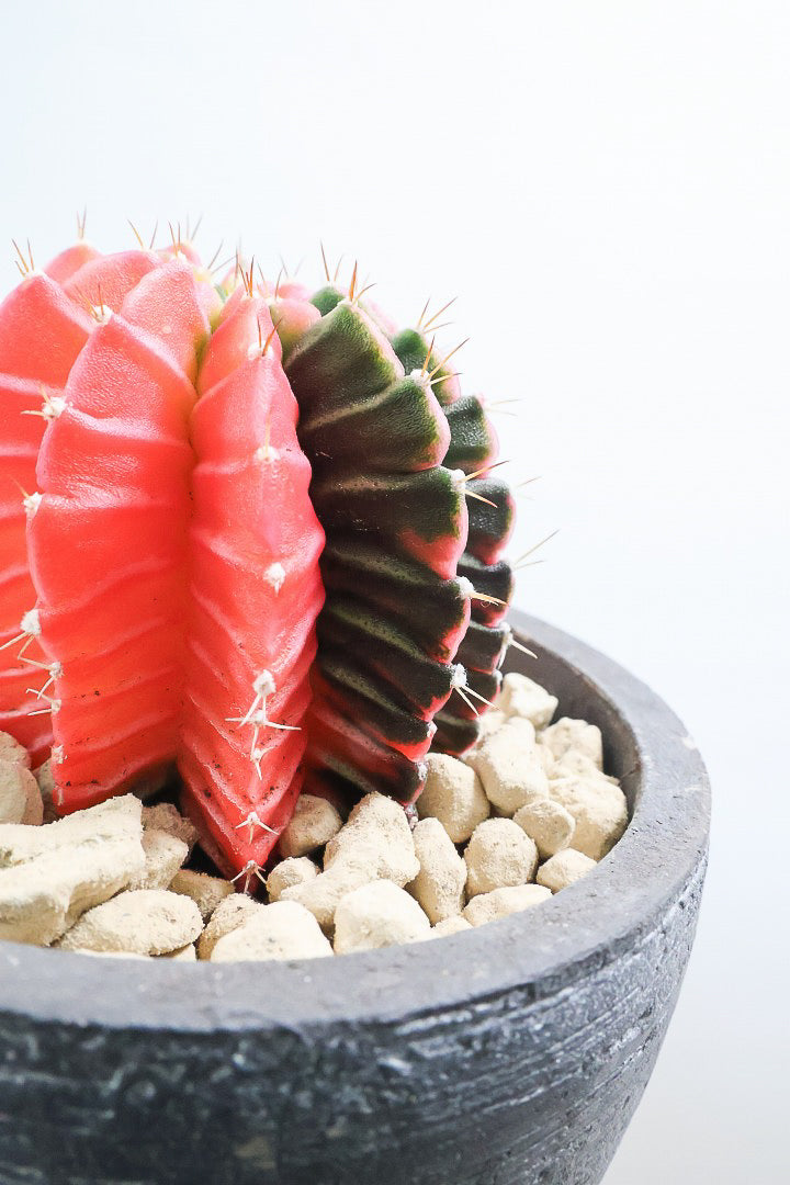 【ギムノカリキウム】個性的で独特な大型種！鮮やかな色合いがGOOD！ほぼほぼ赤のとってもいい個体！