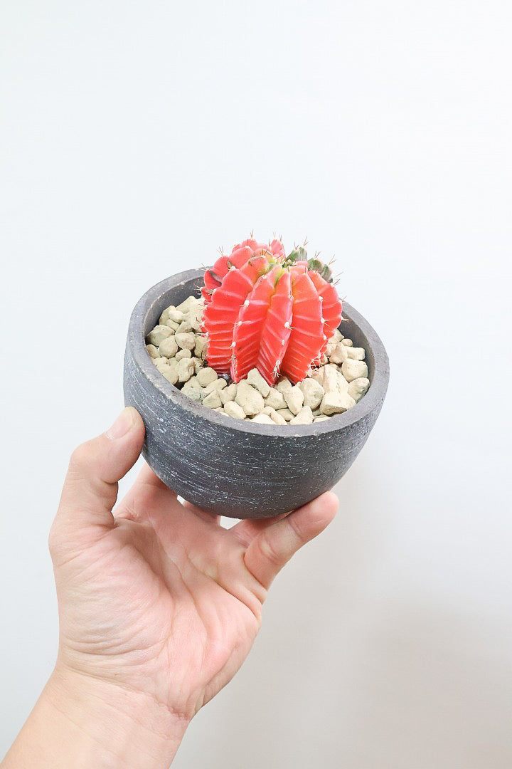 【ギムノカリキウム】個性的で独特な大型種！鮮やかな色合いがGOOD！ほぼほぼ赤のとってもいい個体！