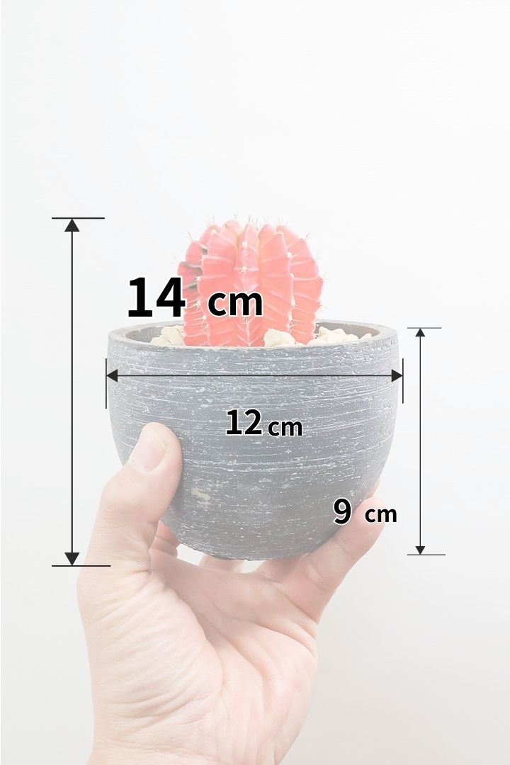 【ギムノカリキウム】個性的で独特な大型種！鮮やかな色合いがGOOD！ほぼほぼ赤のとってもいい個体！