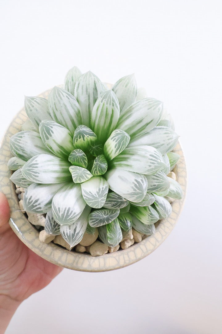 【ハオルチア ピリフェラ】過去イチの美しさ！爽やかでかわいい品種！子株もたくさん出ているモリモリタイプですので、ぜひともご検討ください！