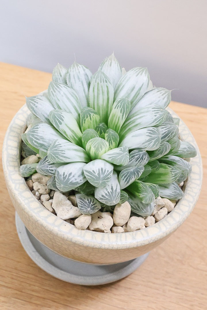 【ハオルチア ピリフェラ】過去イチの美しさ！爽やかでかわいい品種！子株もたくさん出ているモリモリタイプですので、ぜひともご検討ください！