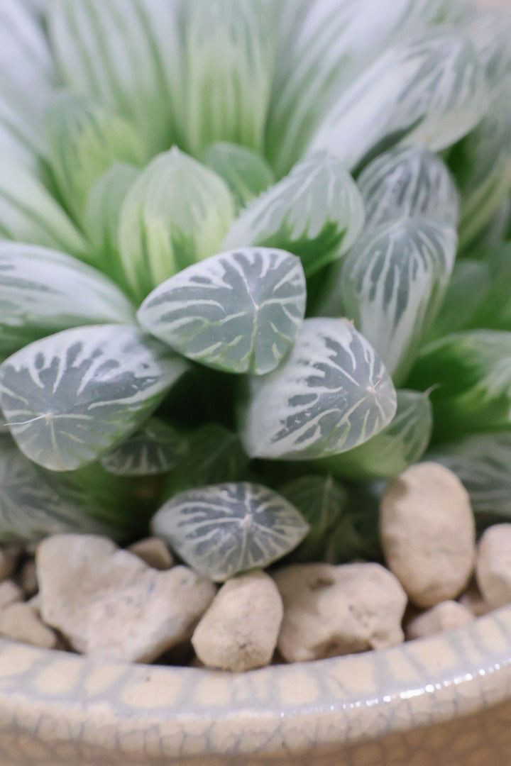 【ハオルチア ピリフェラ】過去イチの美しさ！爽やかでかわいい品種！子株もたくさん出ているモリモリタイプですので、ぜひともご検討ください！