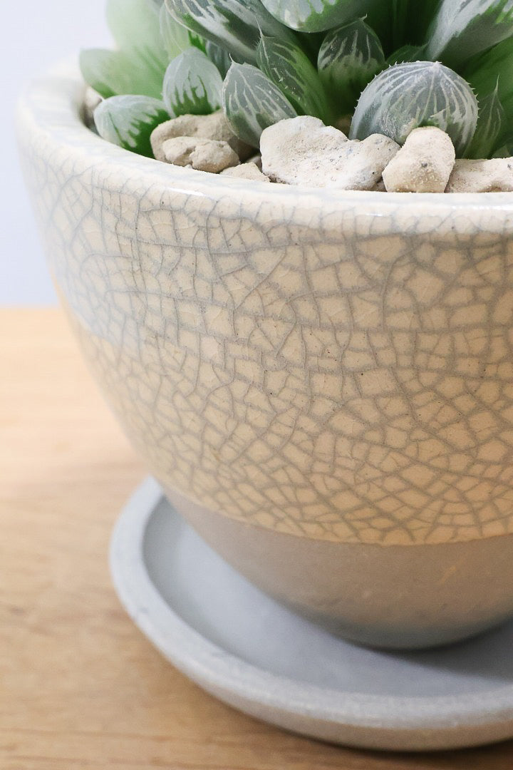 【ハオルチア ピリフェラ】過去イチの美しさ！爽やかでかわいい品種！子株もたくさん出ているモリモリタイプですので、ぜひともご検討ください！