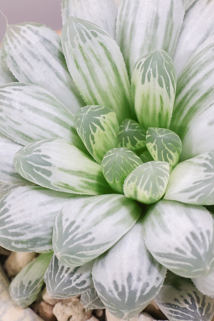 【ハオルチア ピリフェラ】過去イチの美しさ！爽やかでかわいい品種！子株もたくさん出ているモリモリタイプですので、ぜひともご検討ください！