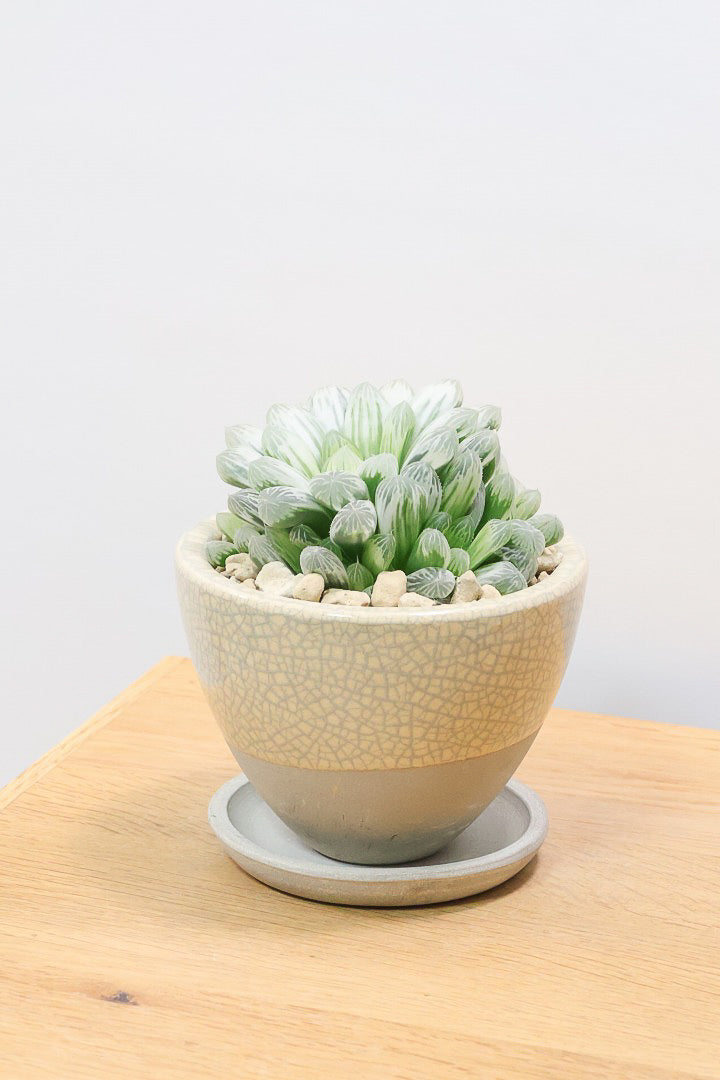 【ハオルチア ピリフェラ】過去イチの美しさ！爽やかでかわいい品種！子株もたくさん出ているモリモリタイプですので、ぜひともご検討ください！