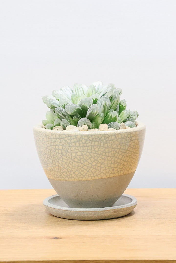 【ハオルチア ピリフェラ】過去イチの美しさ！爽やかでかわいい品種！子株もたくさん出ているモリモリタイプですので、ぜひともご検討ください！