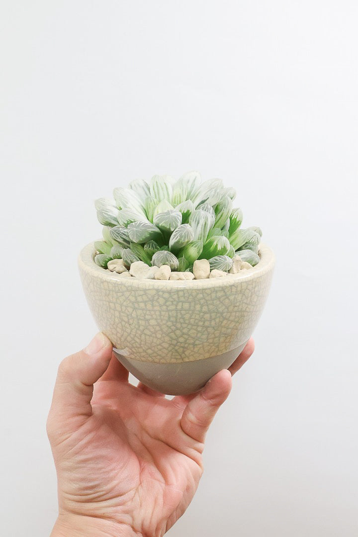 【ハオルチア ピリフェラ】過去イチの美しさ！爽やかでかわいい品種！子株もたくさん出ているモリモリタイプですので、ぜひともご検討ください！