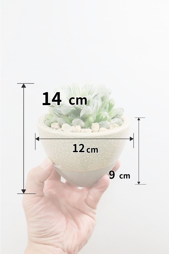 【ハオルチア ピリフェラ】過去イチの美しさ！爽やかでかわいい品種！子株もたくさん出ているモリモリタイプですので、ぜひともご検討ください！