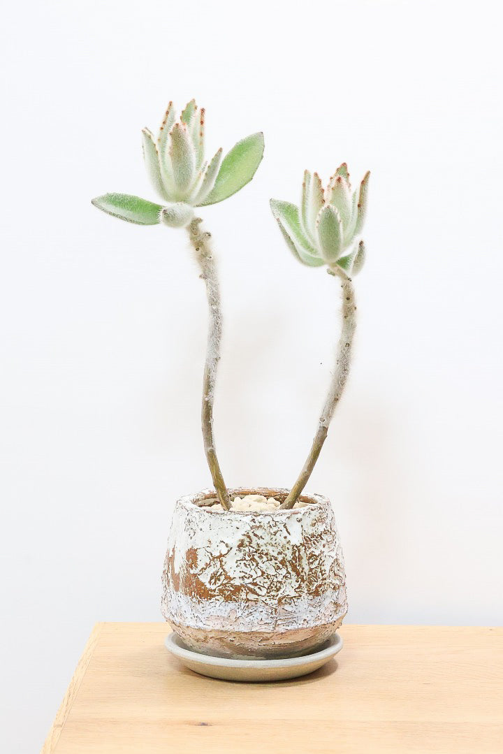 【カランコエ ラウィ】表面に産毛を纏った個性的な子。爽やかな葉色でとてもかわいいんですよ！