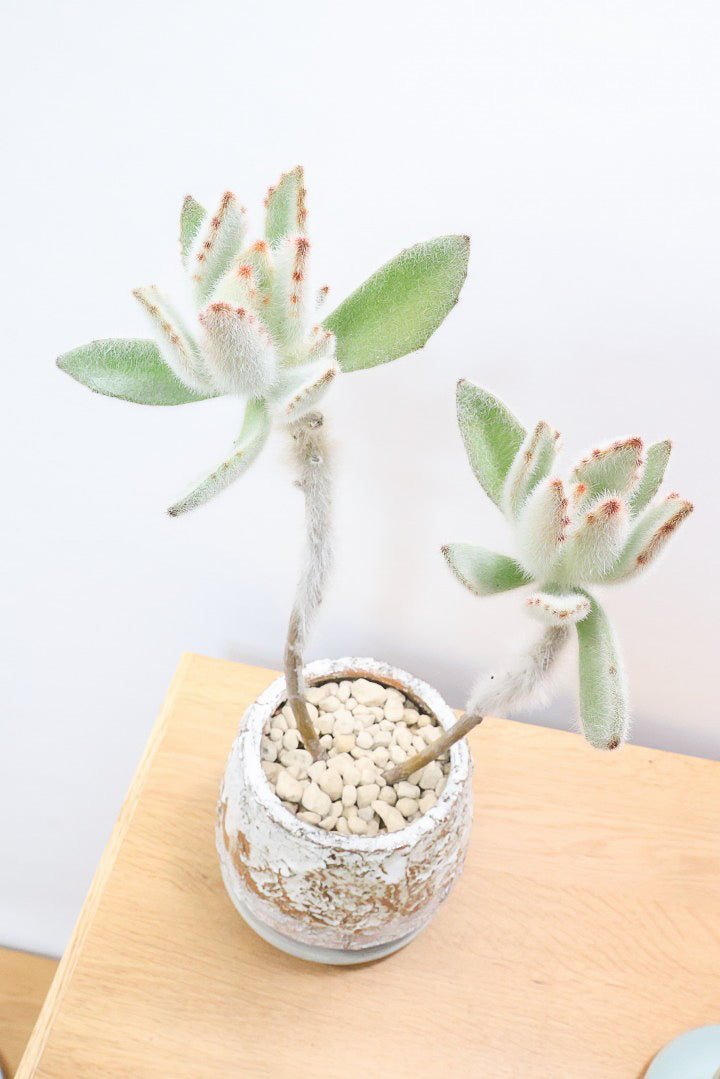 【カランコエ ラウィ】表面に産毛を纏った個性的な子。爽やかな葉色でとてもかわいいんですよ！