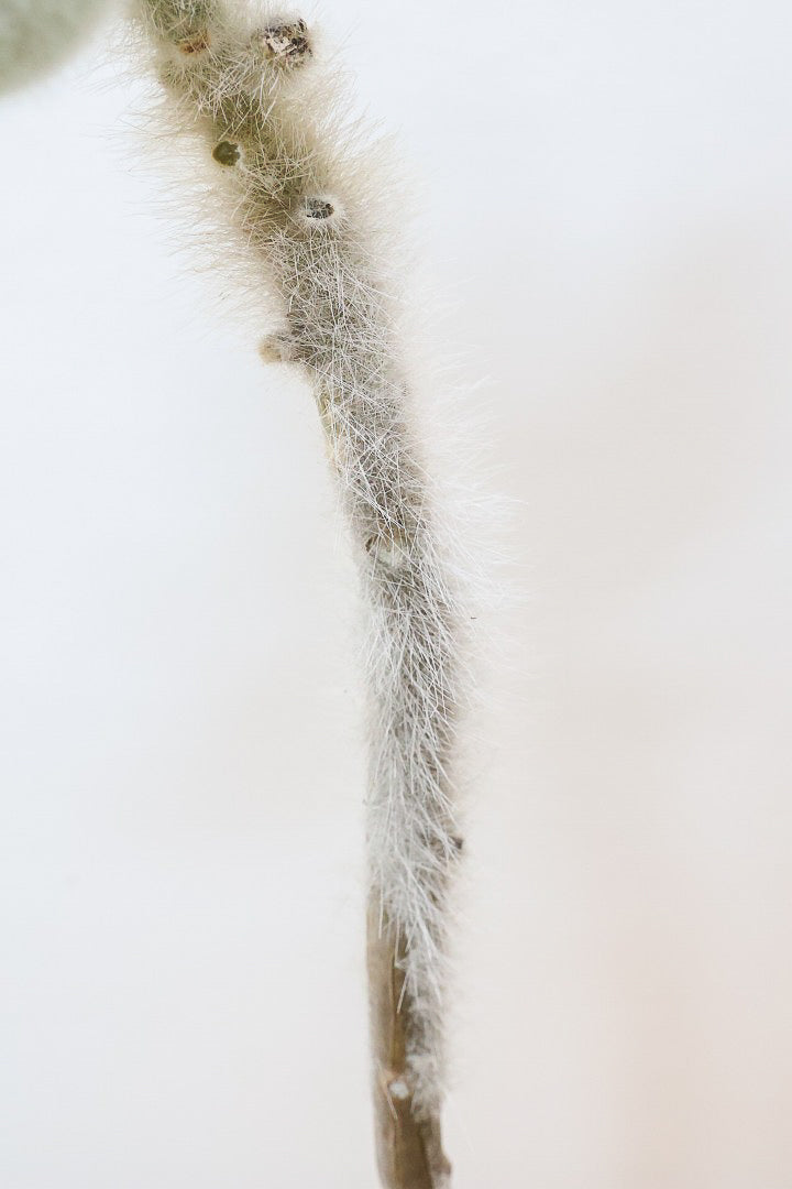 【カランコエ ラウィ】表面に産毛を纏った個性的な子。爽やかな葉色でとてもかわいいんですよ！