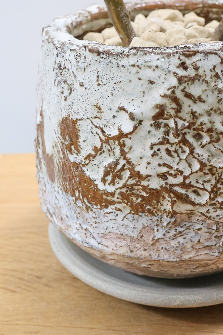 【カランコエ ラウィ】表面に産毛を纏った個性的な子。爽やかな葉色でとてもかわいいんですよ！