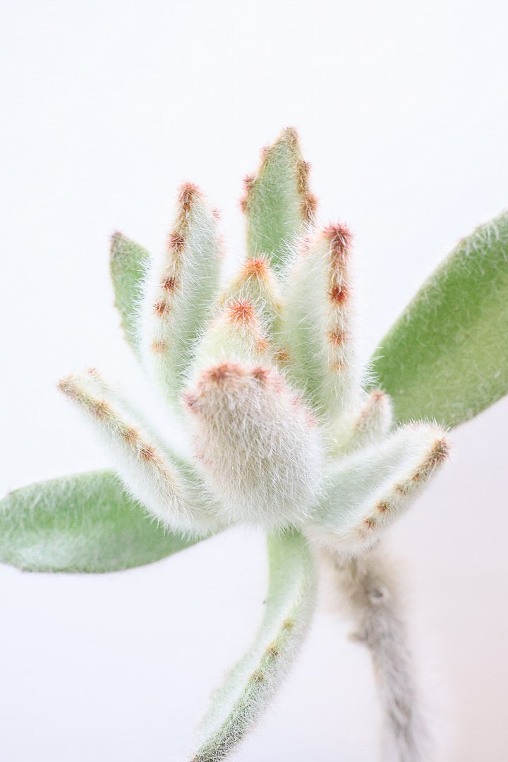 【カランコエ ラウィ】表面に産毛を纏った個性的な子。爽やかな葉色でとてもかわいいんですよ！