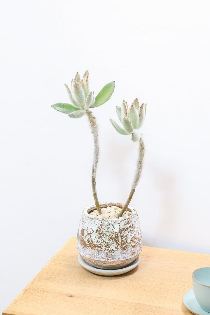 【カランコエ ラウィ】表面に産毛を纏った個性的な子。爽やかな葉色でとてもかわいいんですよ！