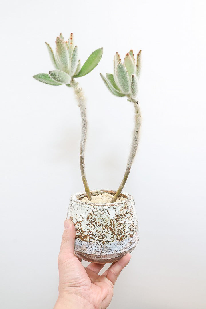 【カランコエ ラウィ】表面に産毛を纏った個性的な子。爽やかな葉色でとてもかわいいんですよ！