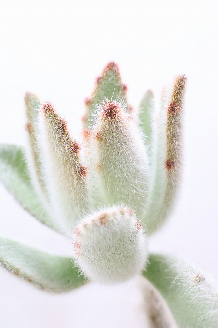 【カランコエ ラウィ】表面に産毛を纏った個性的な子。爽やかな葉色でとてもかわいいんですよ！