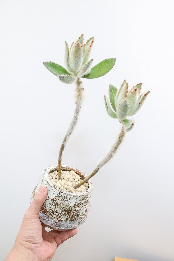 【カランコエ ラウィ】表面に産毛を纏った個性的な子。爽やかな葉色でとてもかわいいんですよ！