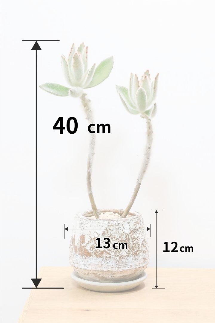 【カランコエ ラウィ】表面に産毛を纏った個性的な子。爽やかな葉色でとてもかわいいんですよ！