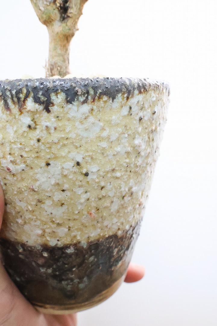 【カランコエ クロトジ】ぬいぐるみのような心地いい質感の葉。ずっと触っていたくなるような葉っぱなんですよ！